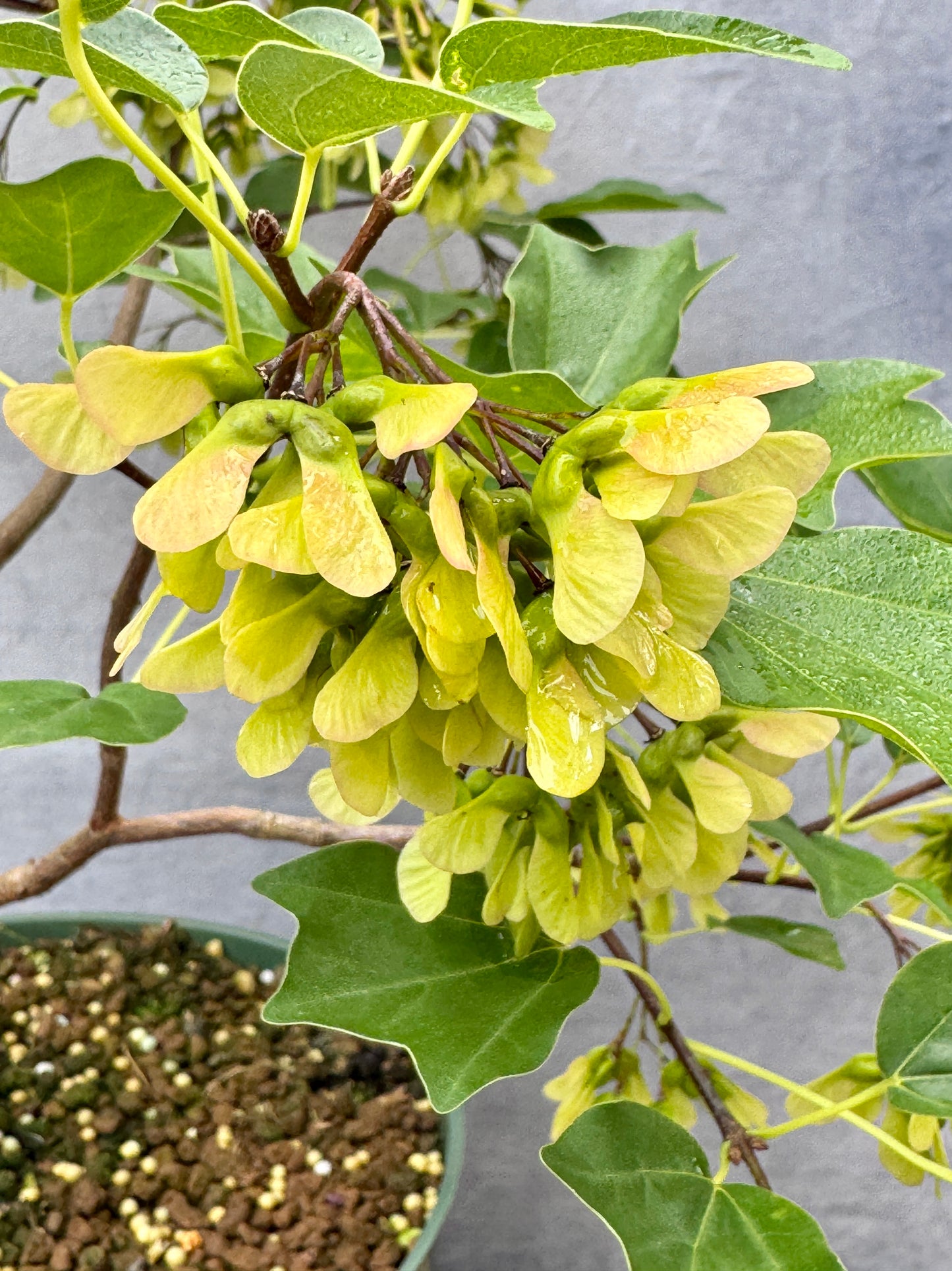 'Miyasama Yatsubusa' Trident Maple #4