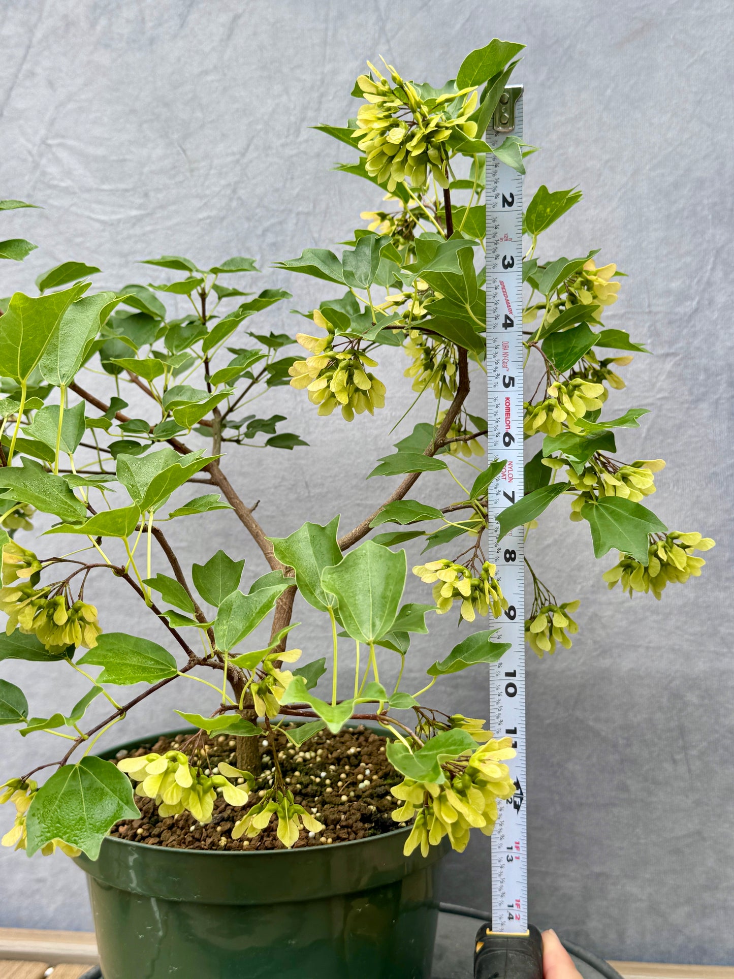 'Miyasama Yatsubusa' Trident Maple #4