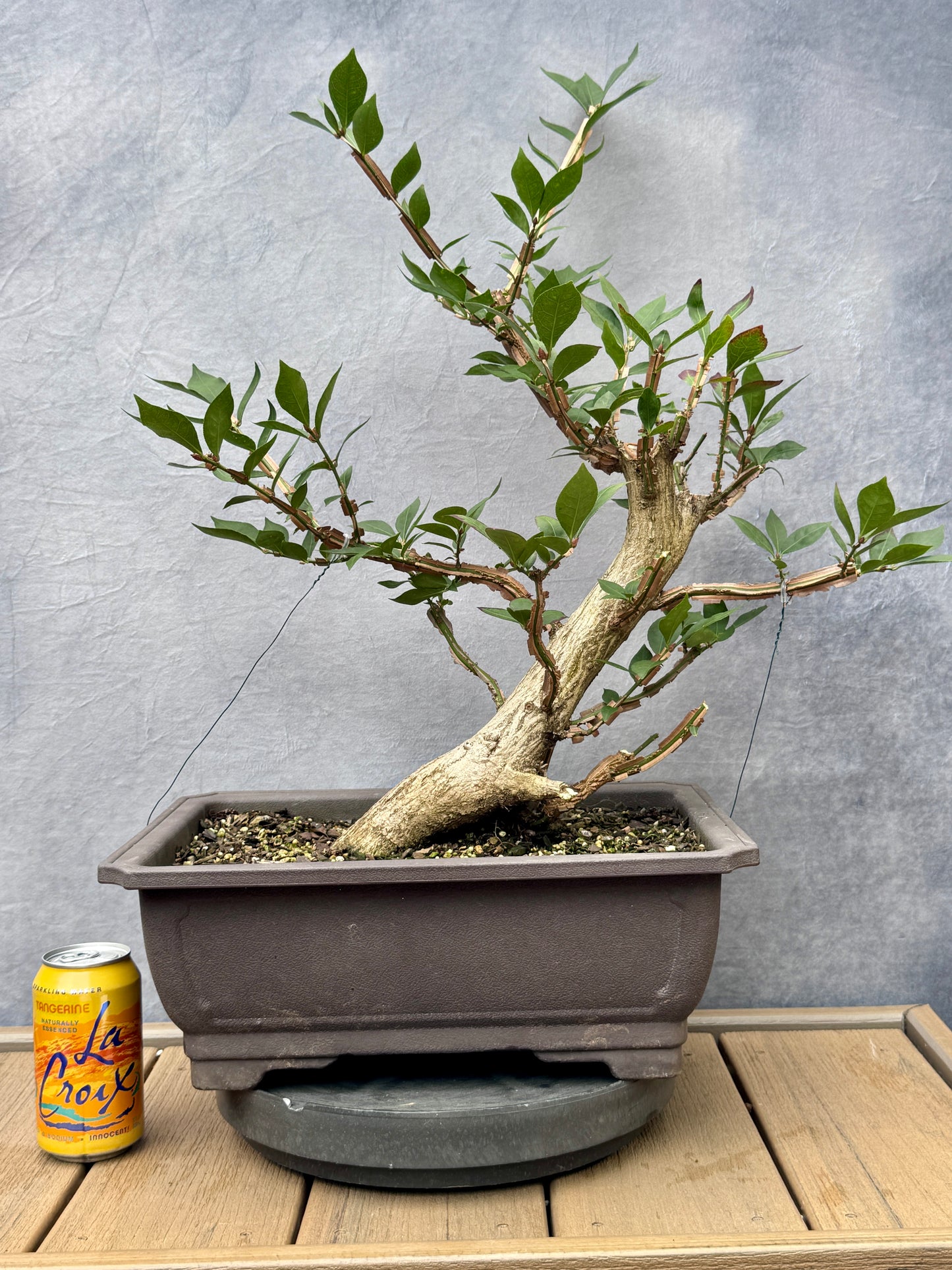 Burning Bush #1