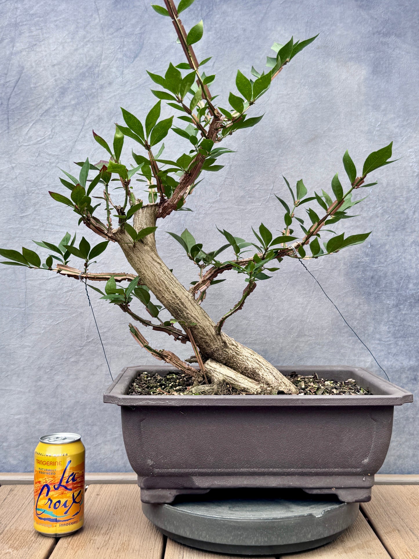 Burning Bush #1