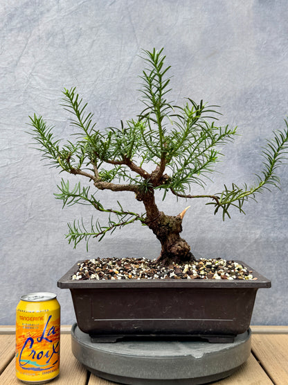 English Yew #1