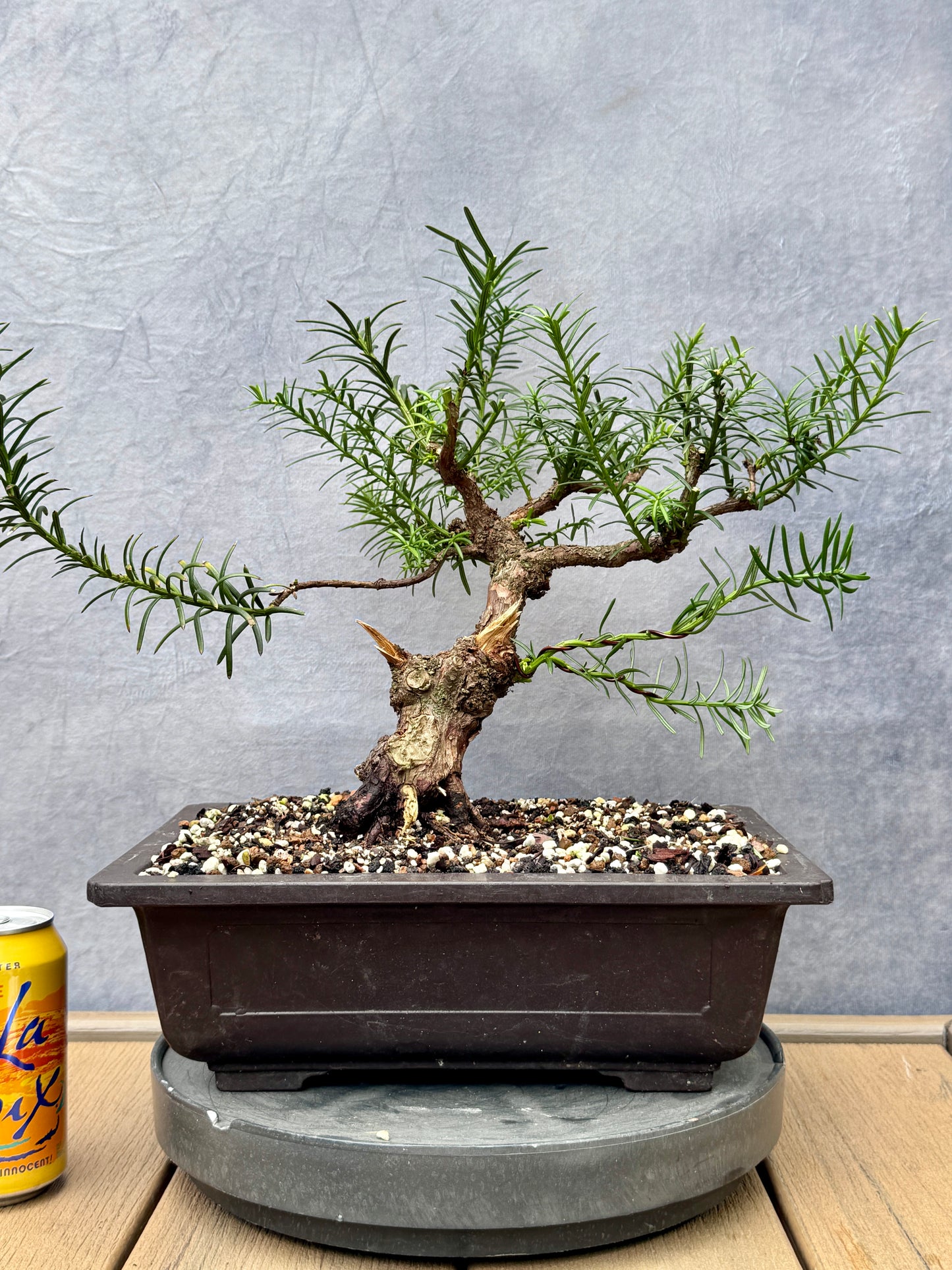 English Yew #1
