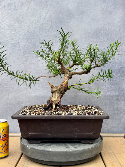 English Yew #1
