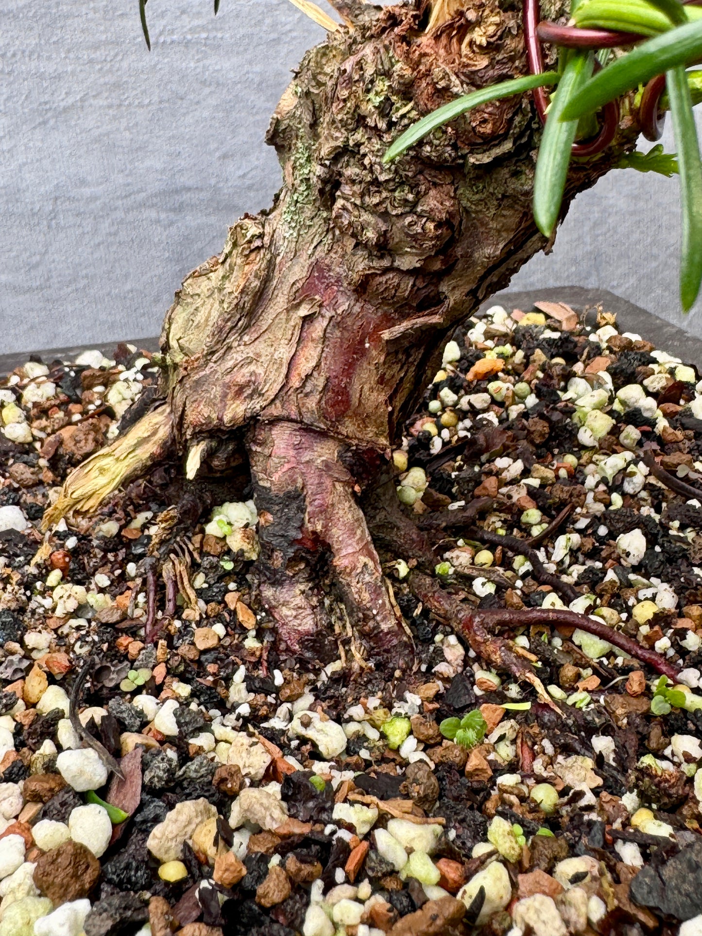 English Yew #1
