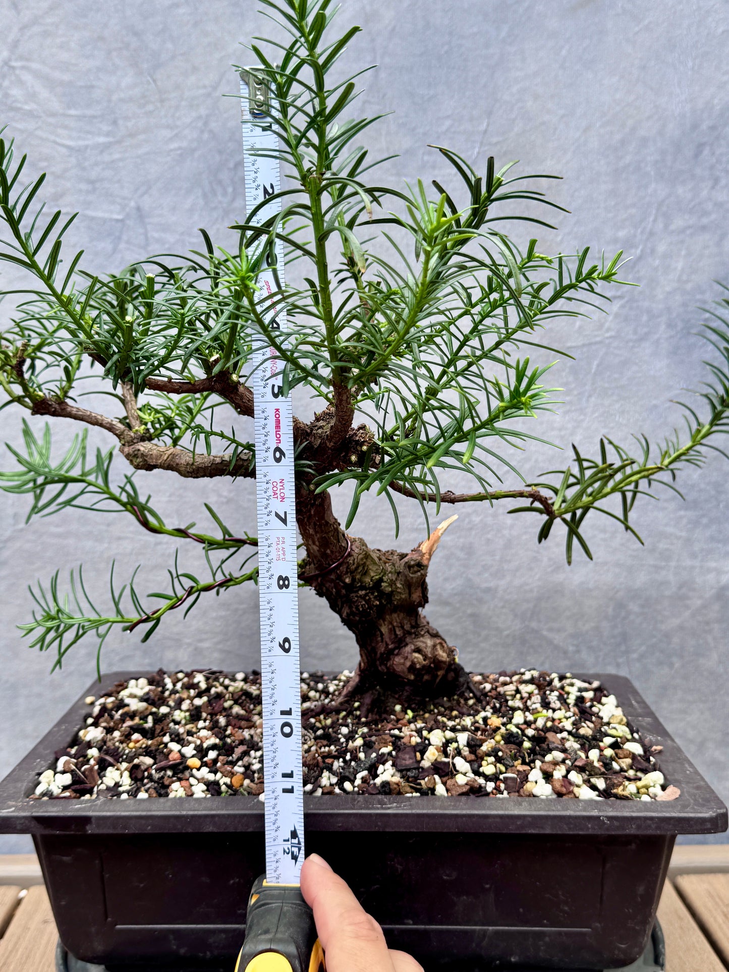 English Yew #1