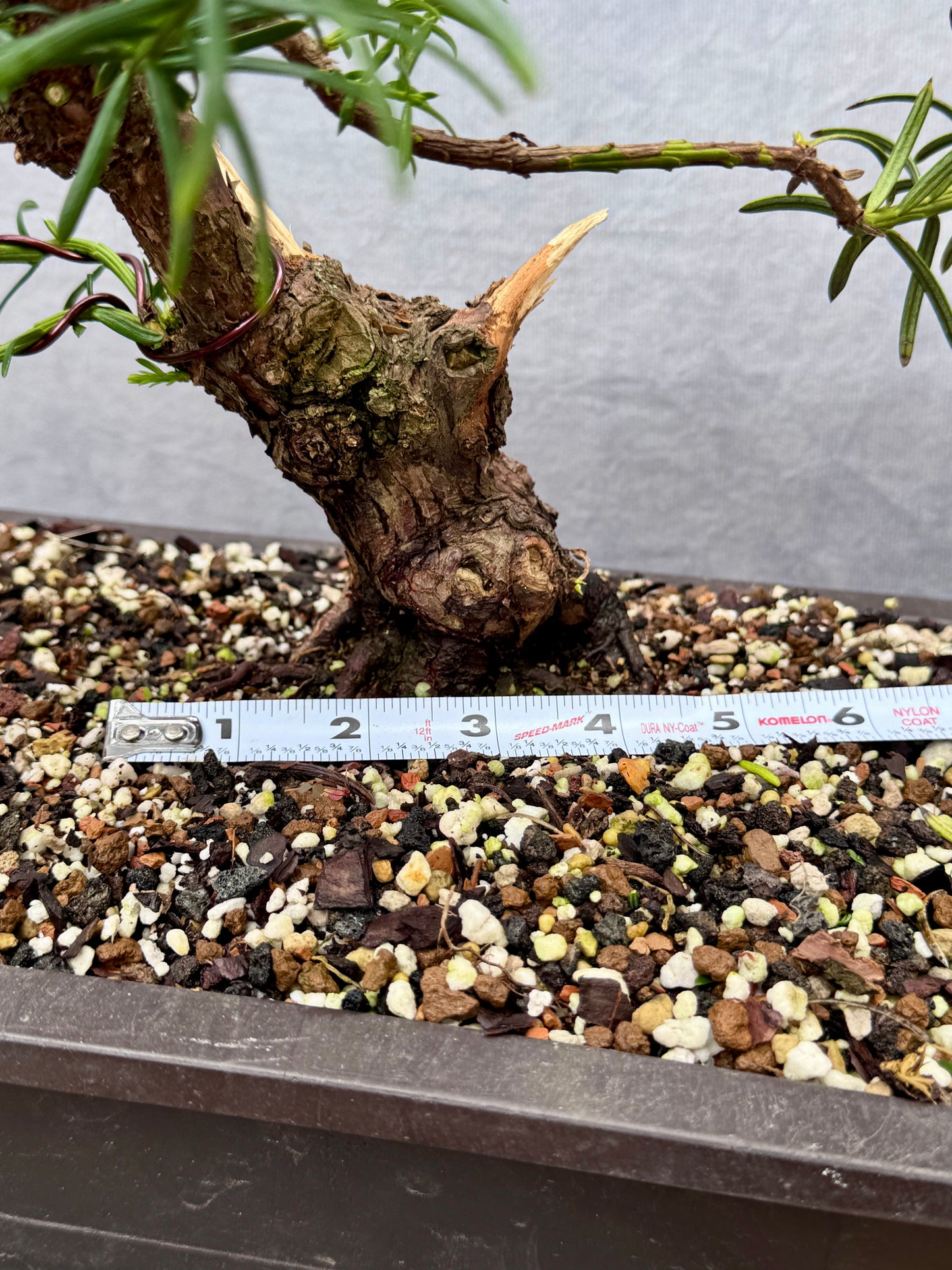 English Yew #1
