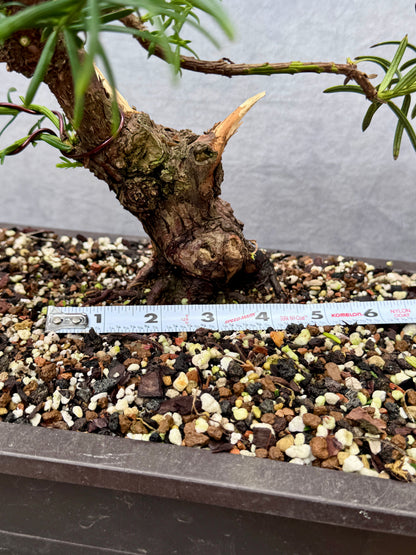 English Yew #1