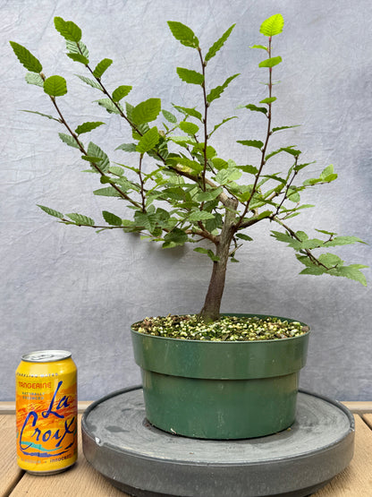 Korean Hornbeam #3