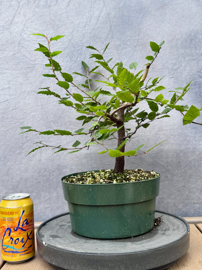 Korean Hornbeam #3
