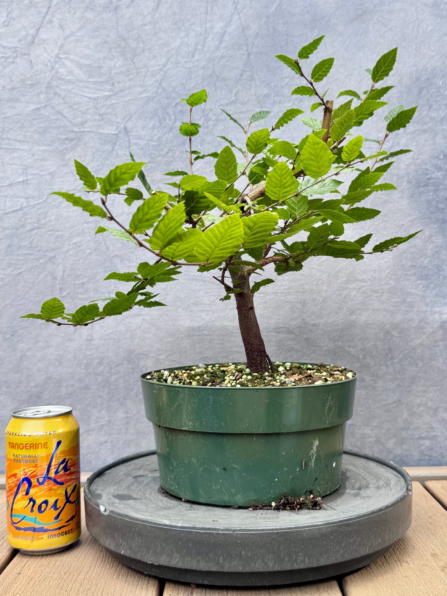 Korean Hornbeam #3