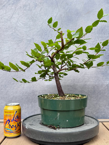 Korean Hornbeam #3