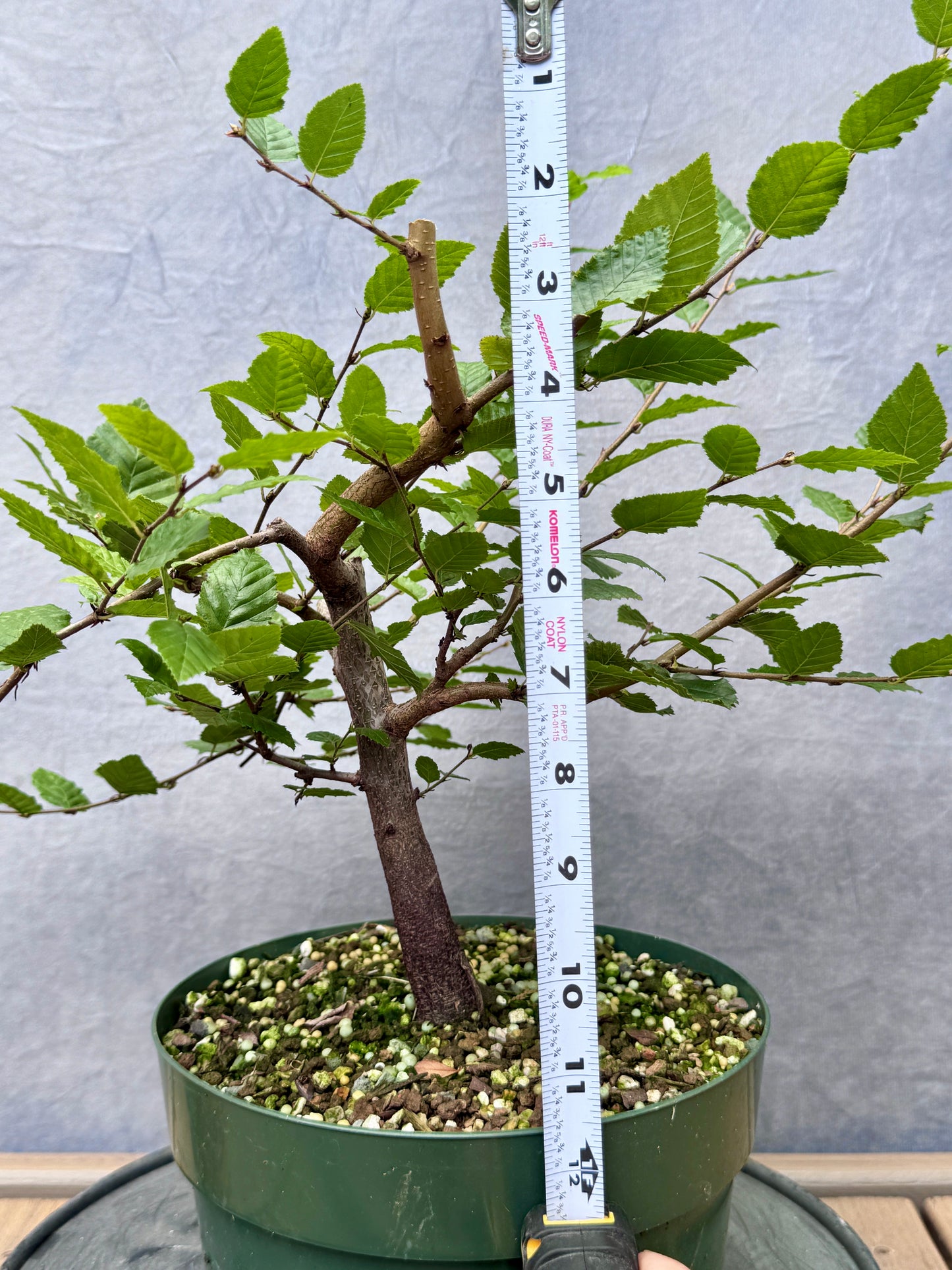 Korean Hornbeam #3