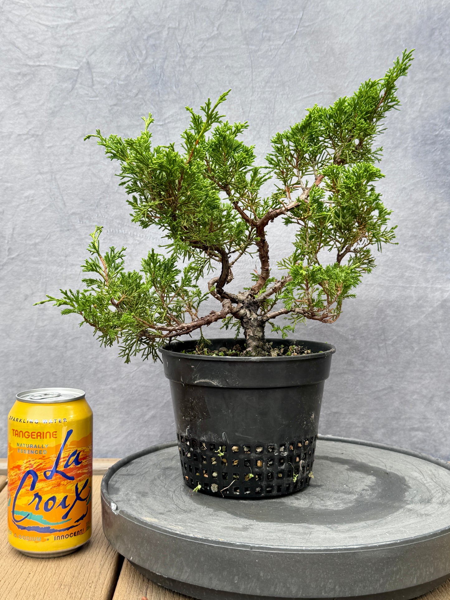 Itiogawa Shimpaku Juniper #9