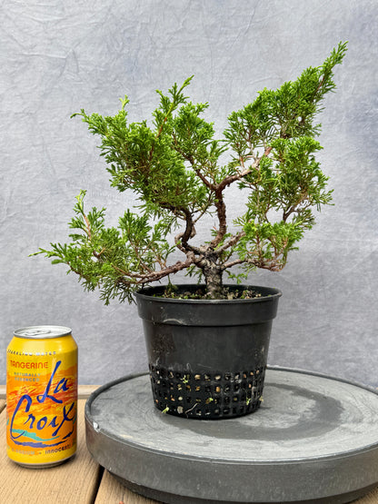 Itiogawa Shimpaku Juniper #9