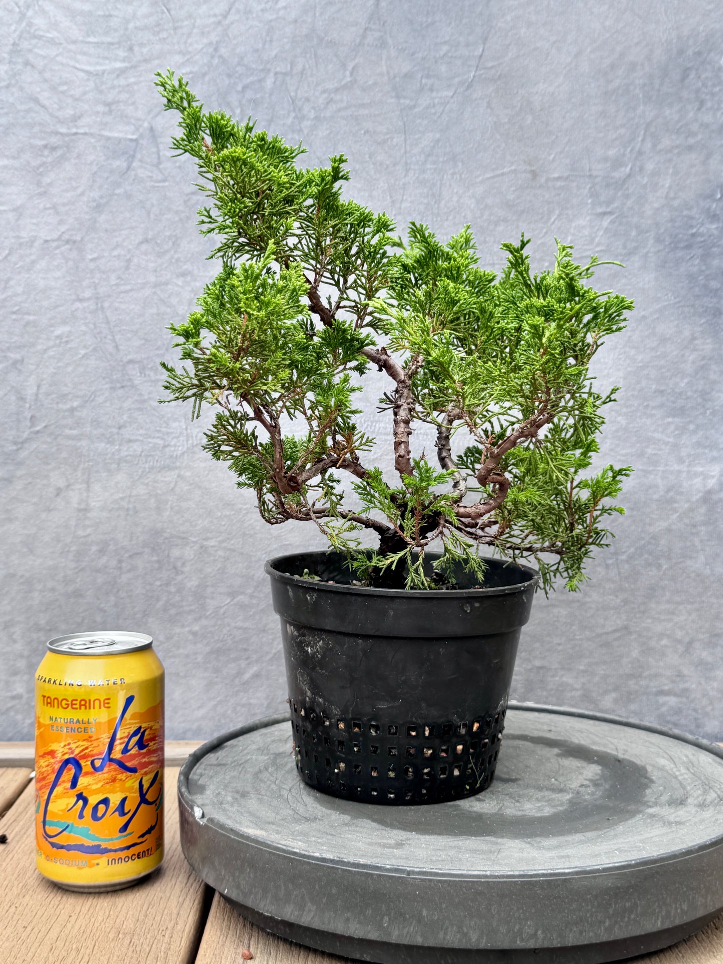 Itiogawa Shimpaku Juniper #9