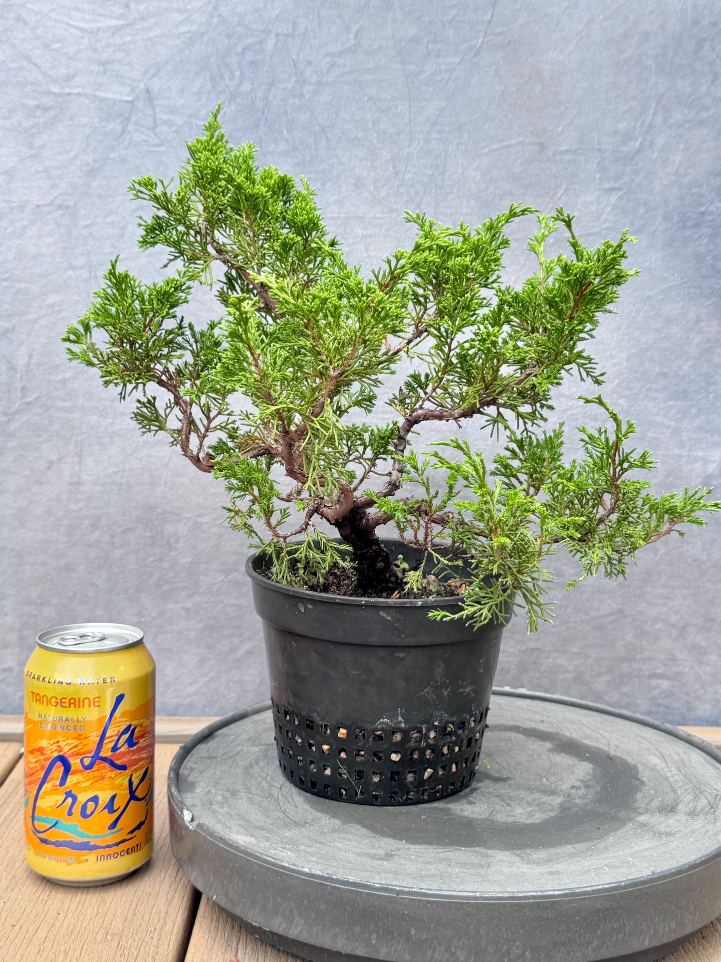 Itiogawa Shimpaku Juniper #9