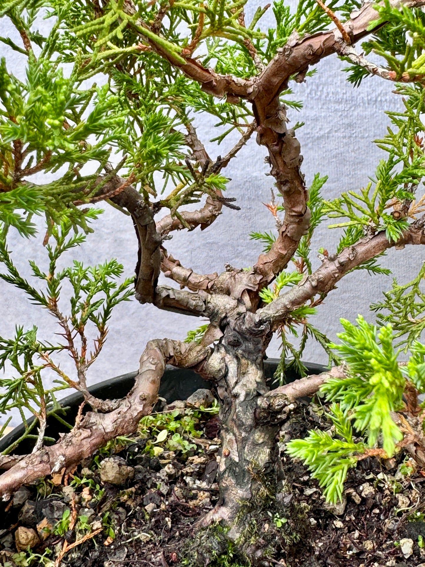 Itiogawa Shimpaku Juniper #9
