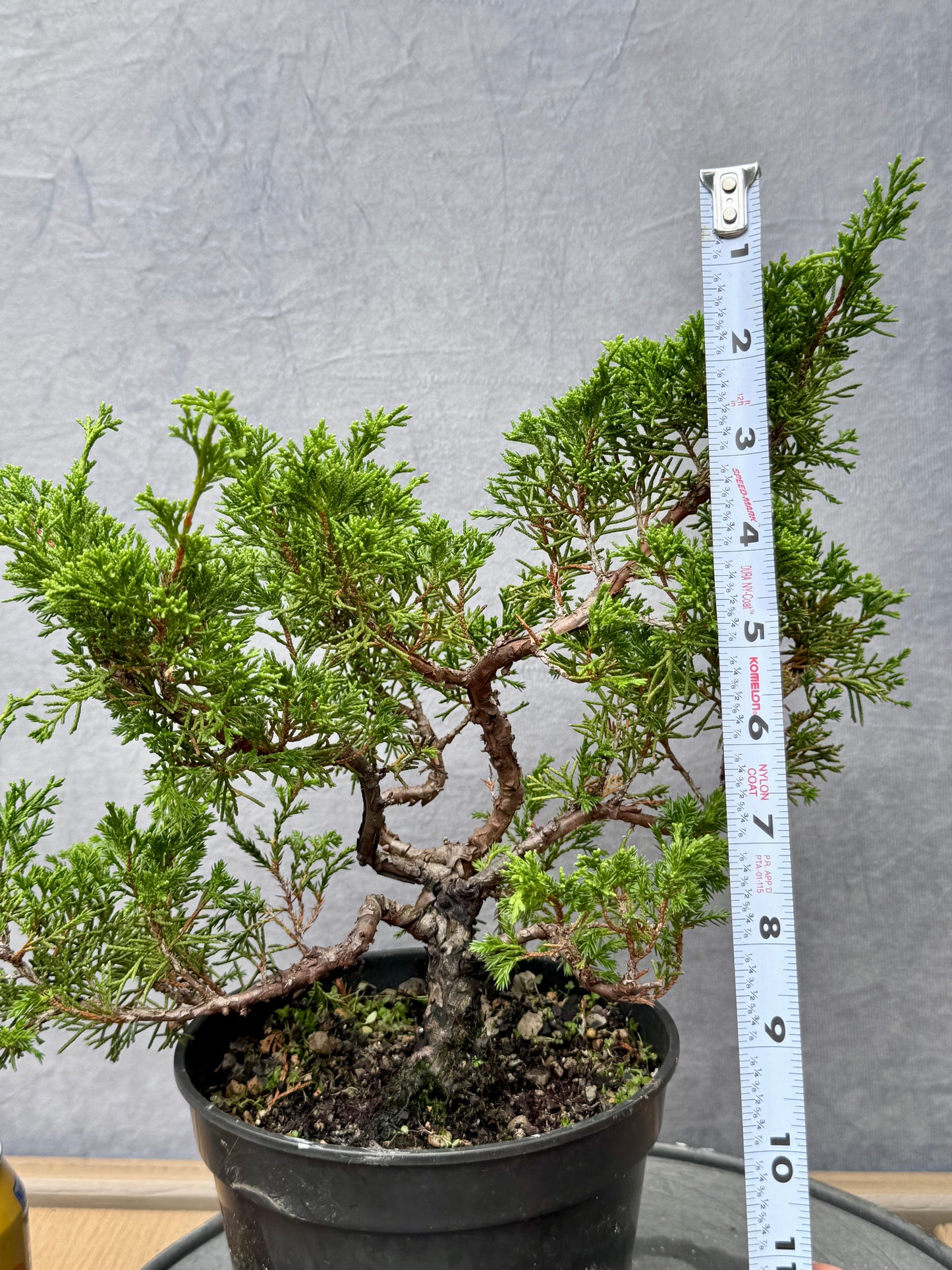 Itiogawa Shimpaku Juniper #9