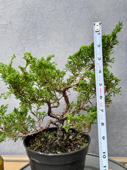 Itiogawa Shimpaku Juniper #9