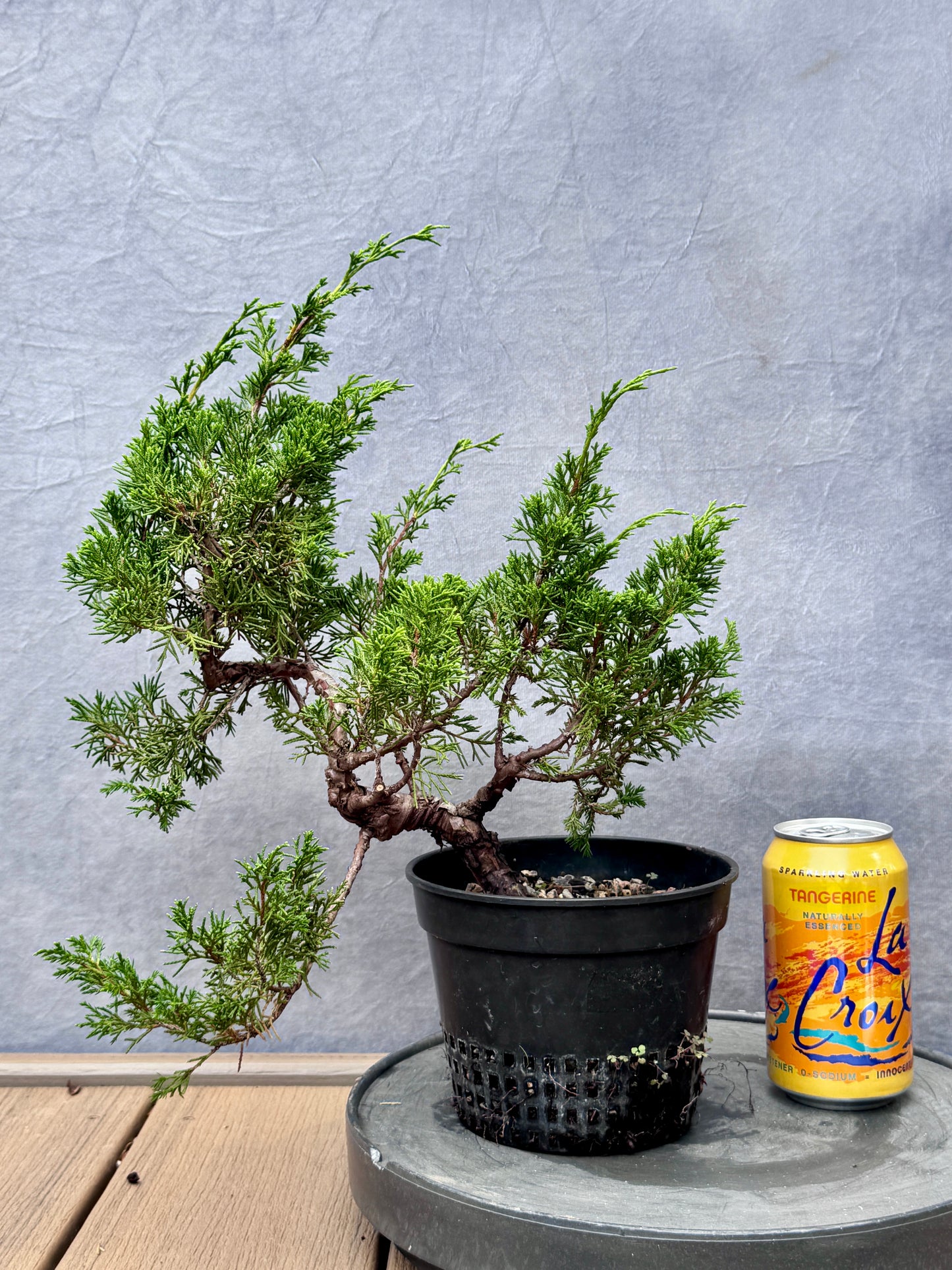 Itiogawa Shimpaku Juniper #10