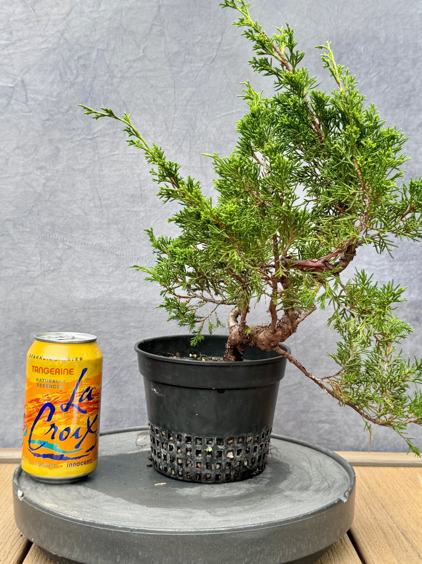 Itiogawa Shimpaku Juniper #10