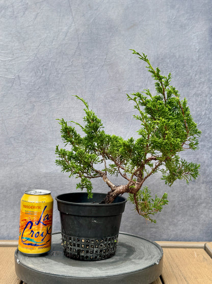 Itiogawa Shimpaku Juniper #10