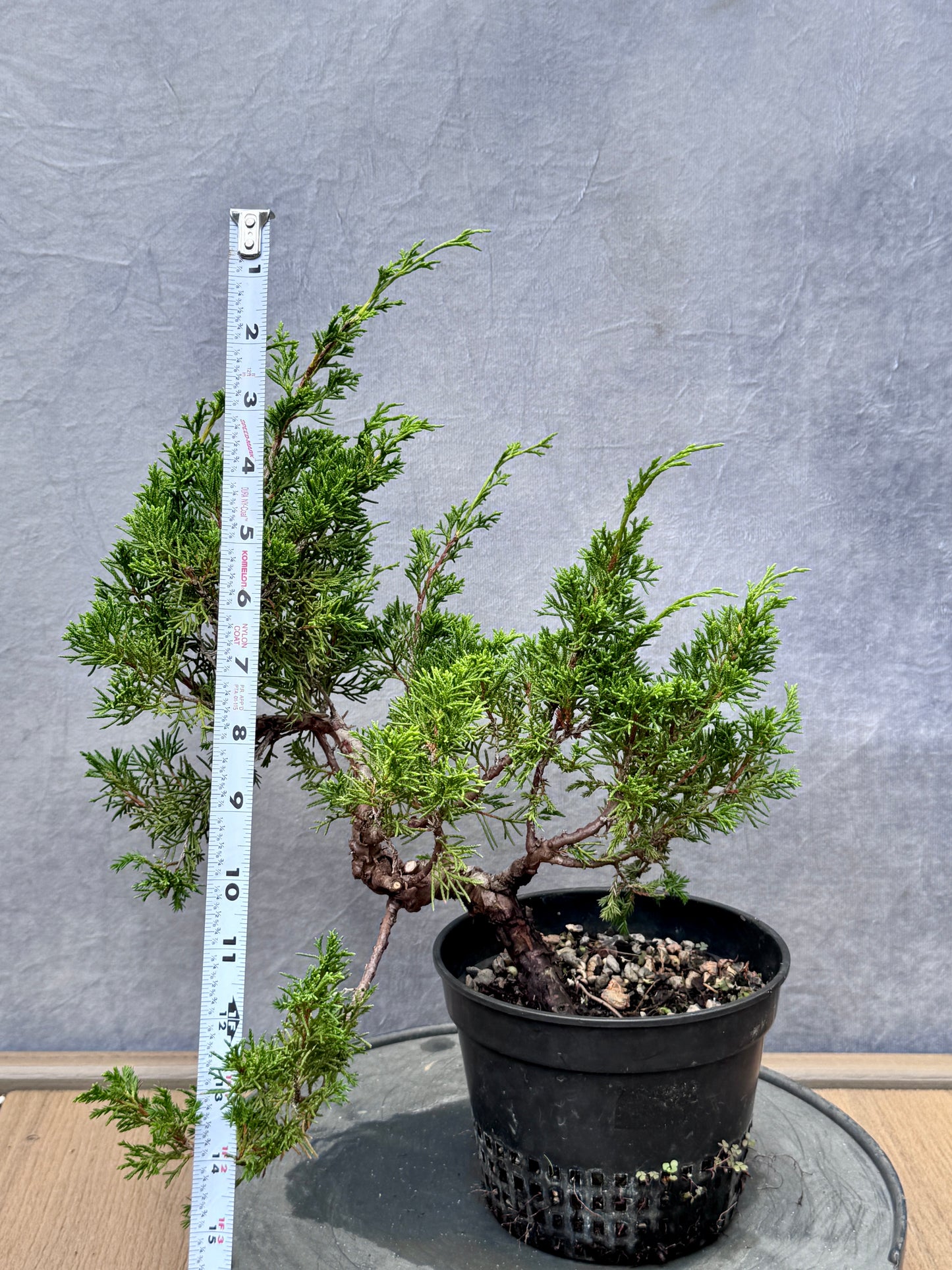 Itiogawa Shimpaku Juniper #10