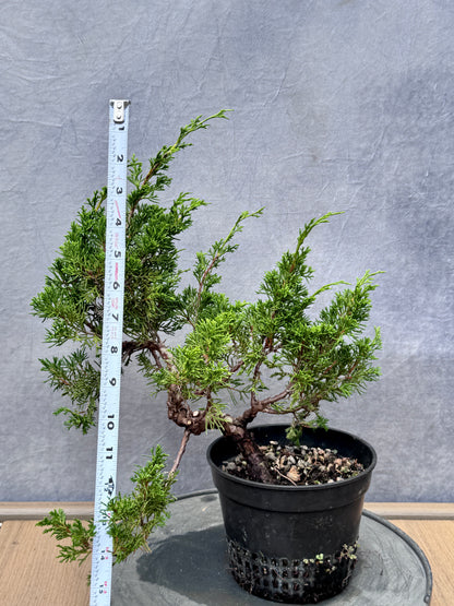 Itiogawa Shimpaku Juniper #10
