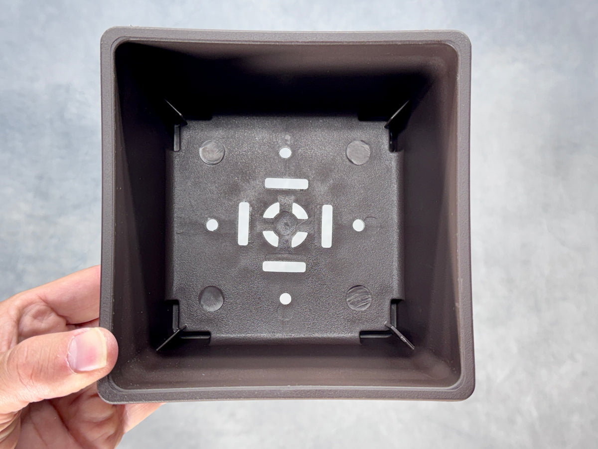 Square Bonsai Training Pot (2-Pack)