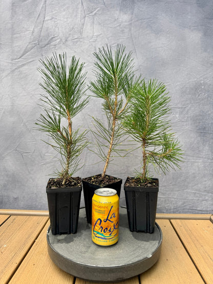 Japanese Black Pine