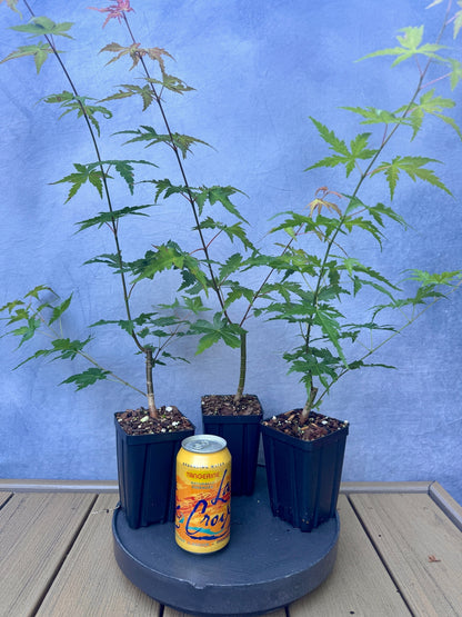 Japanese Maple
