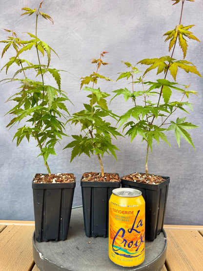 Japanese Maple