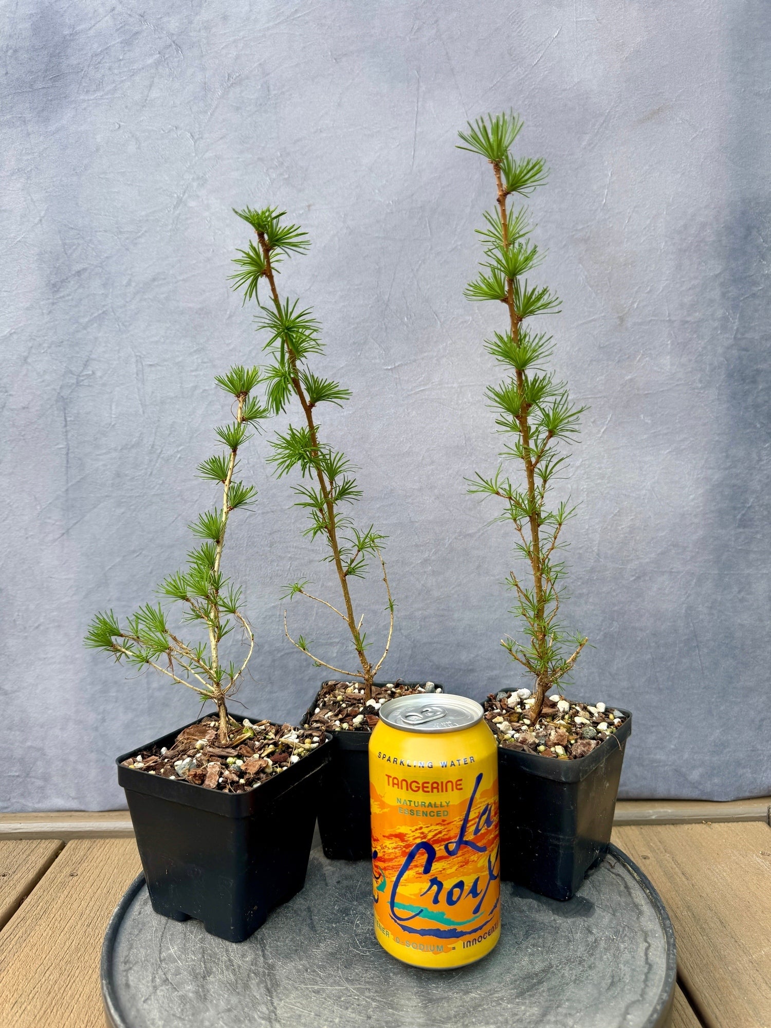 Japanese Larch | Appalachian Plantworks