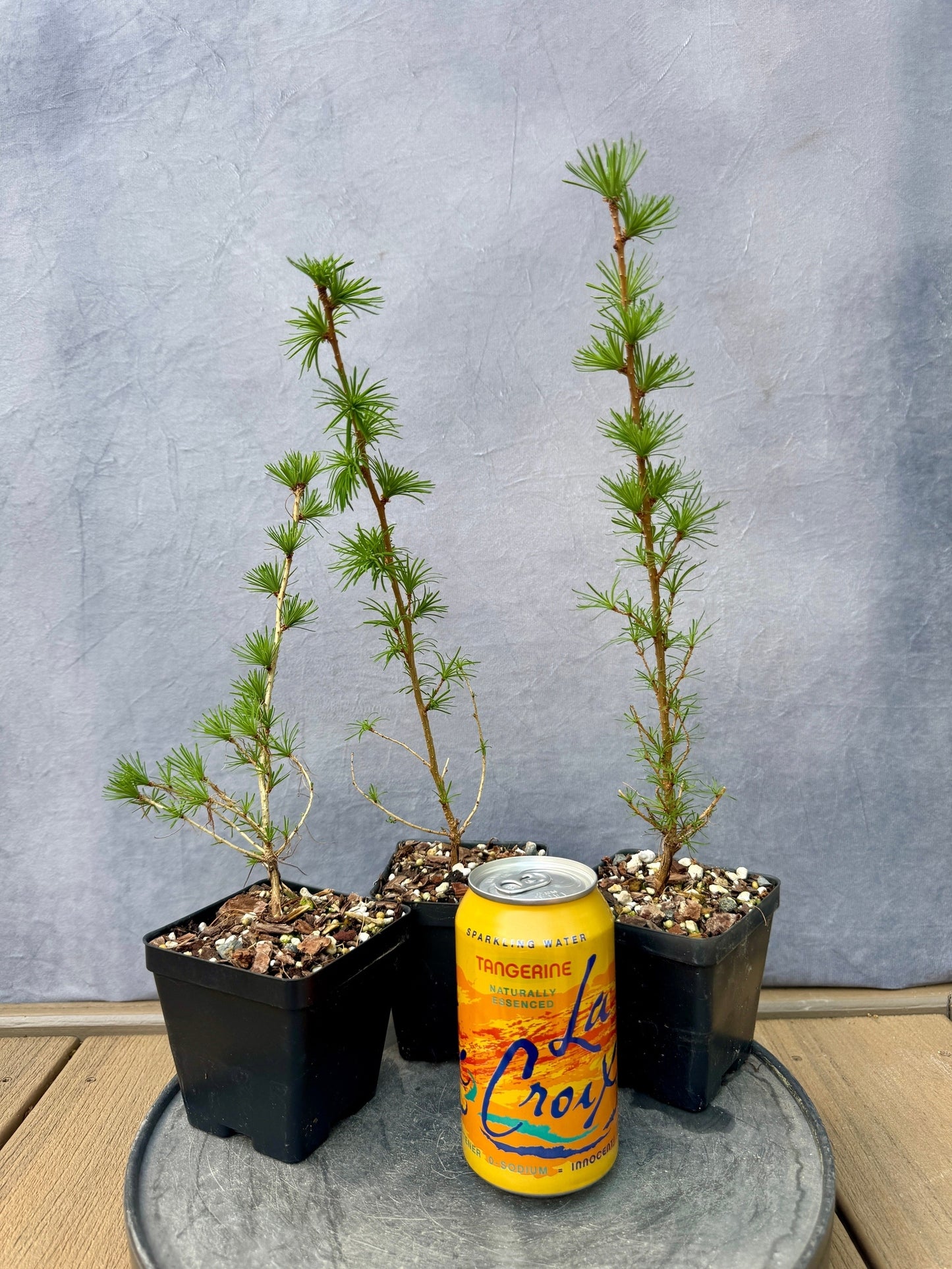 Japanese Larch