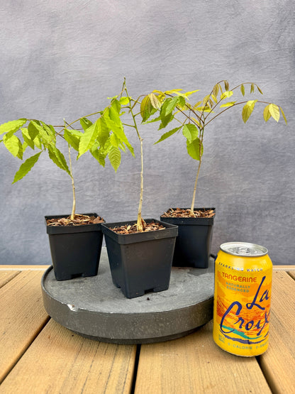 buy wisteria bonsai tree Japanese Wisteria