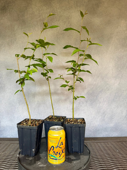 Japanese Hornbeam