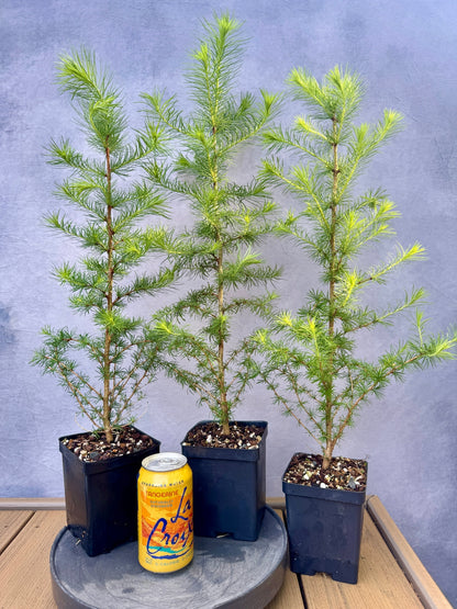 japanese larch bonsai tree Japanese Larch