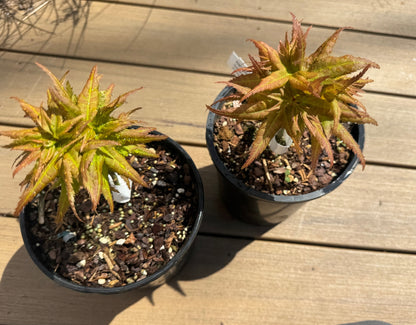 Grafted Japanese Maples (various cultivars)