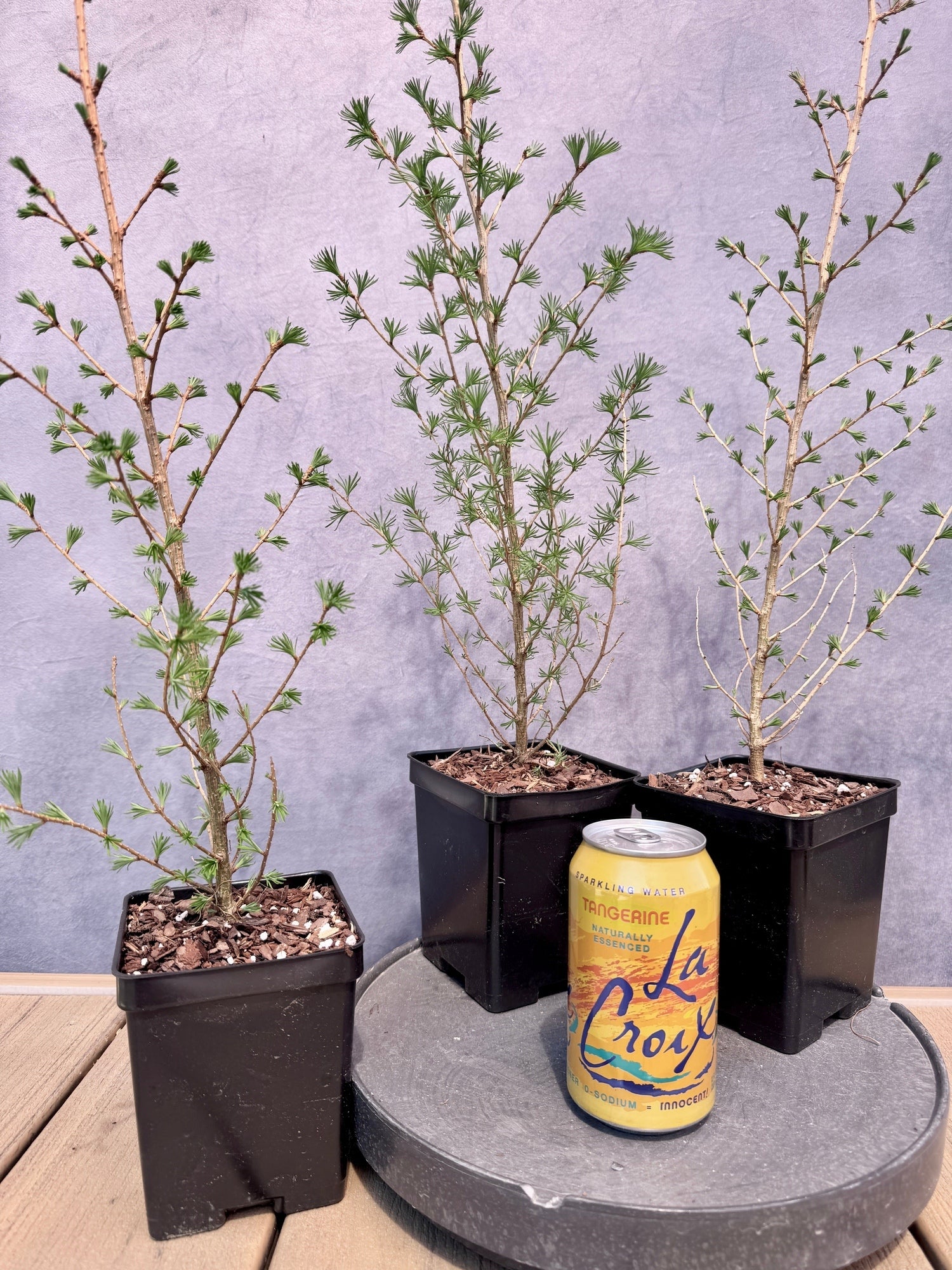 japanese larch bonsai tree Japanese Larch