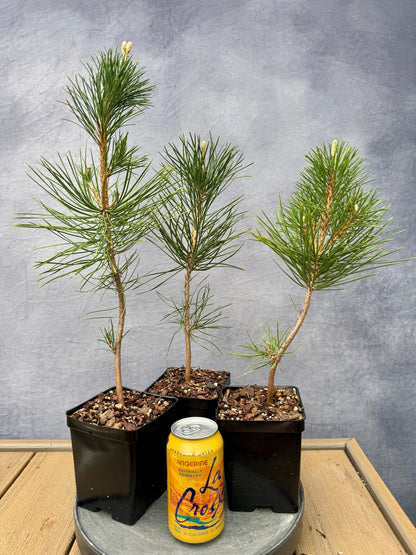 Japanese Red Pine