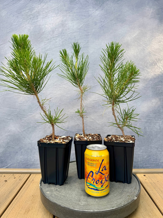 Japanese Red Pine