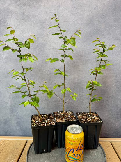 Korean Hornbeam