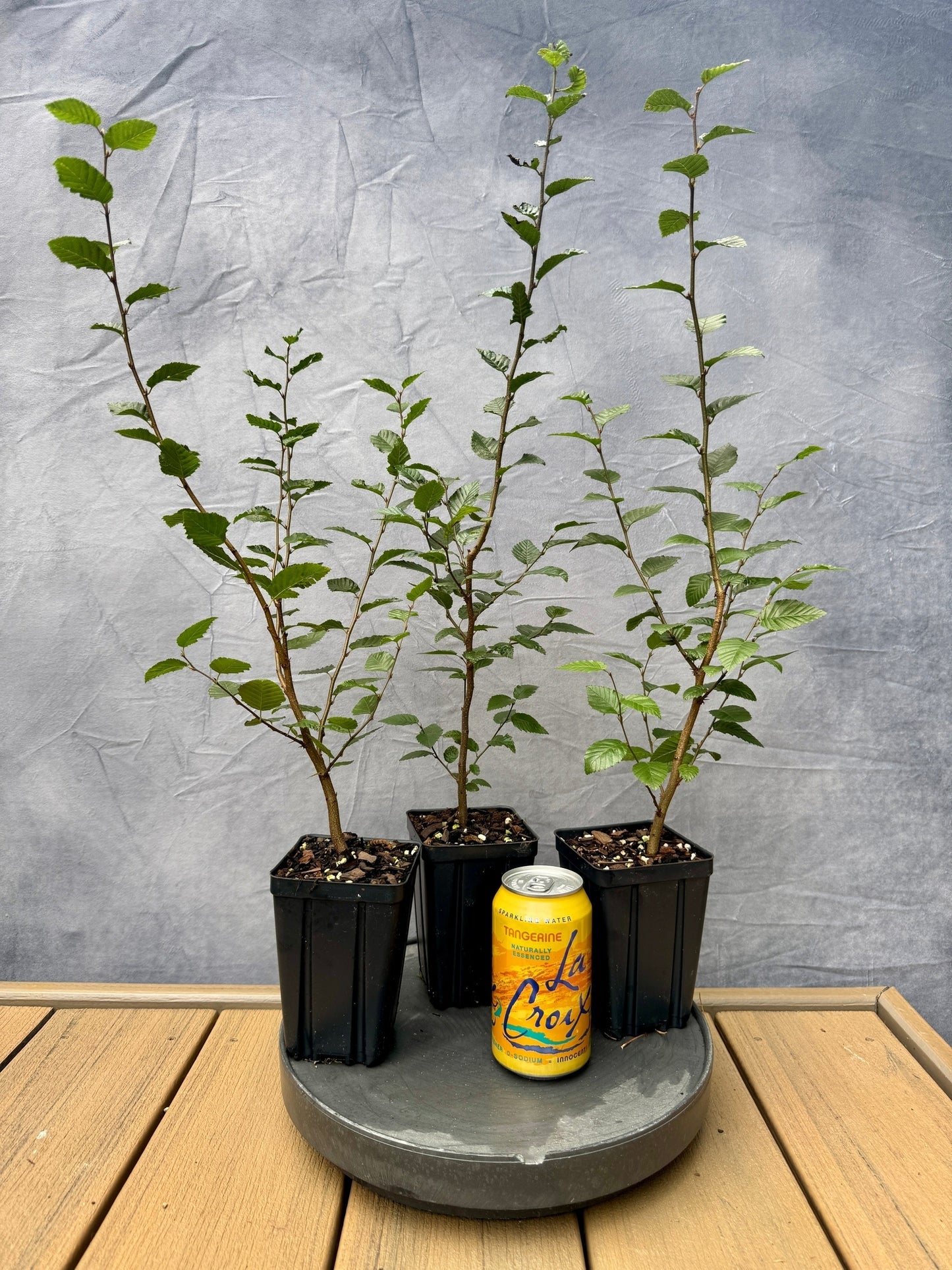 Korean Hornbeam