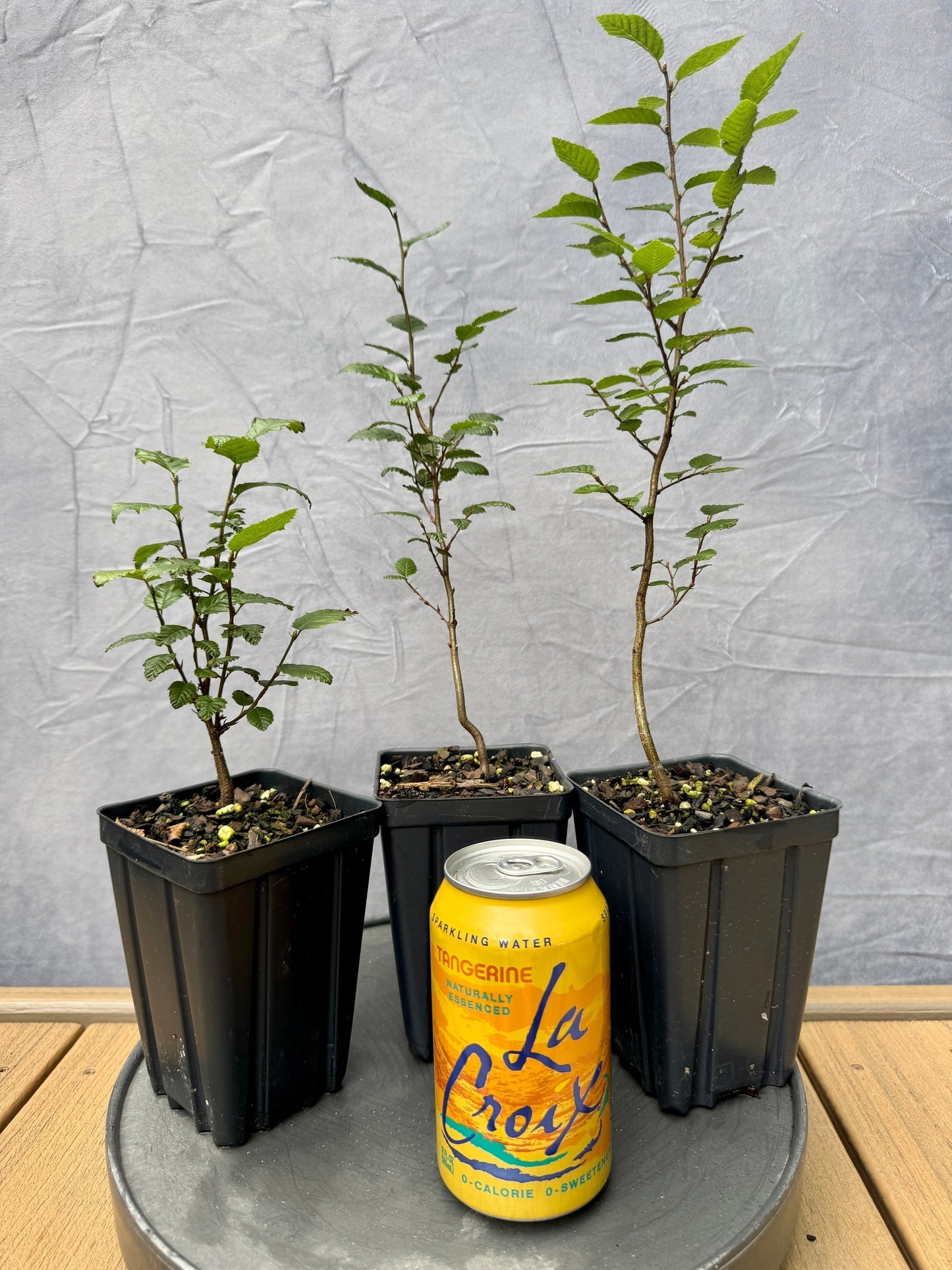Korean Hornbeam