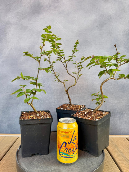 hornbeam tree bonsai Korean Hornbeam