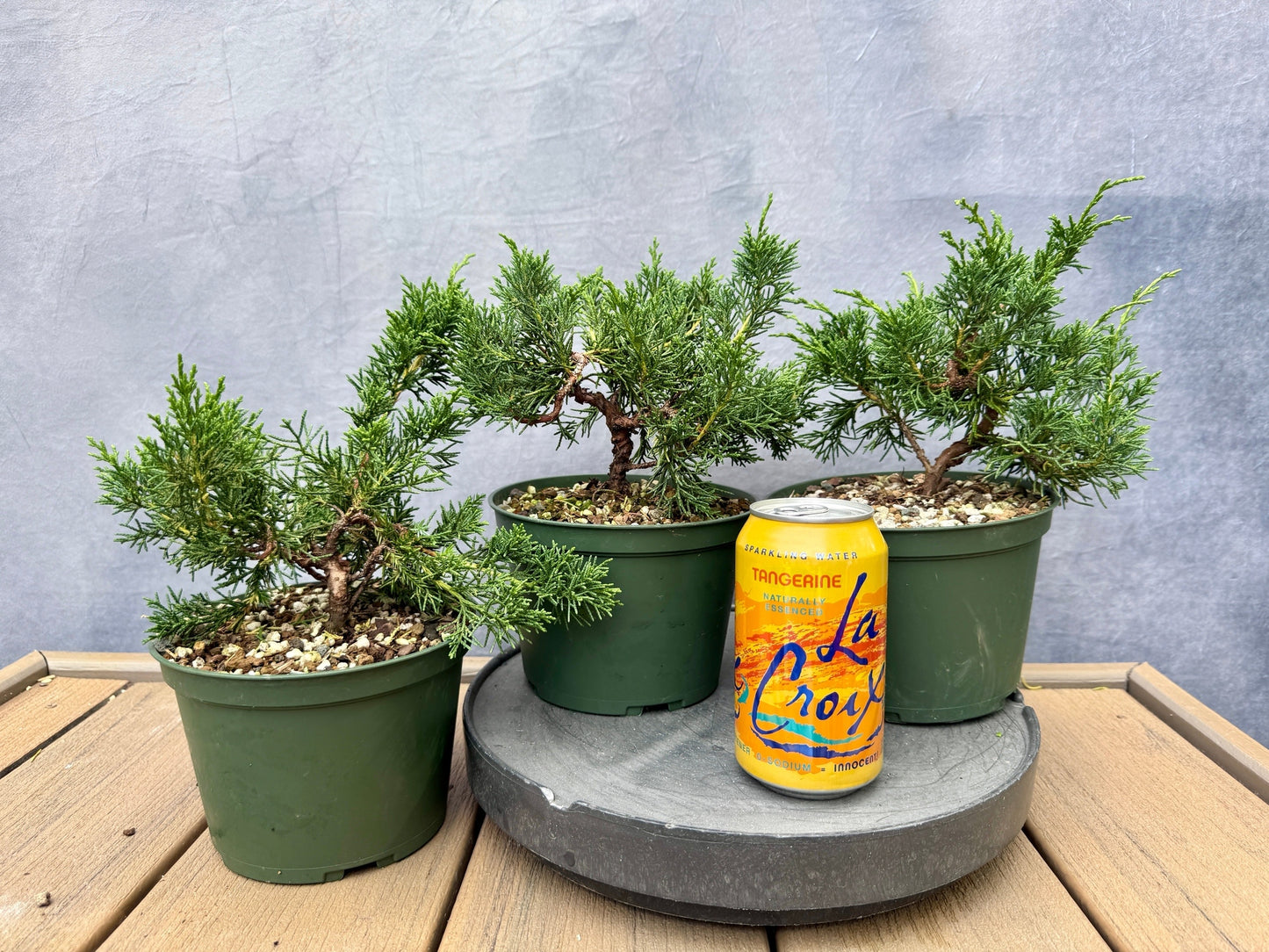 Kishu Shimpaku Juniper