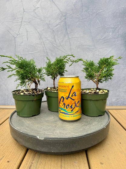 Kishu Shimpaku Juniper