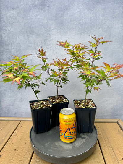 'Kiyohime' Japanese Maple - Cutting Grown
