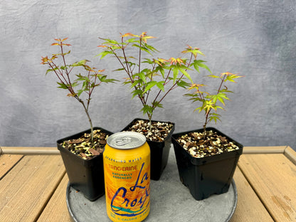 'Kiyohime' Japanese Maple - Cutting Grown