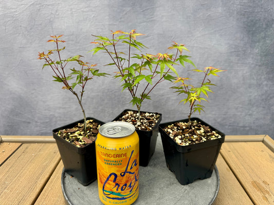 'Kiyohime' Japanese Maple - Cutting Grown